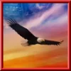 Soaring Eagle